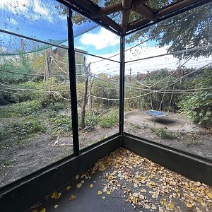 Javan Langur Exhibit