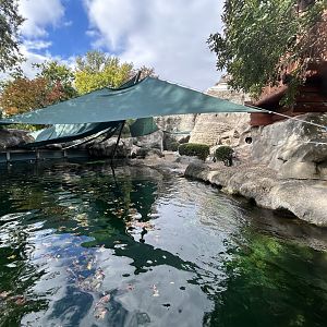 Humboldt Penguin Exhibit