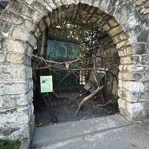 European Buzzard Aviary
