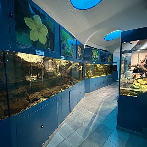 Freshwater Aquariums