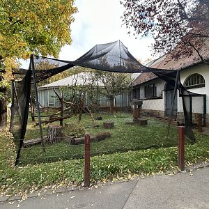 Ring-tailed Lemur Exhibit - Madagascar House