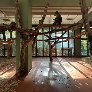 Indoor Golden-bellied Mangabey Exhibit - Madagascar House