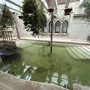 Indoor Nile Hippo Exhibit - Elephant House