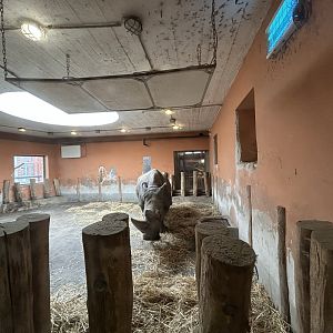 Indoor White Rhino Exhibit - Savanna House