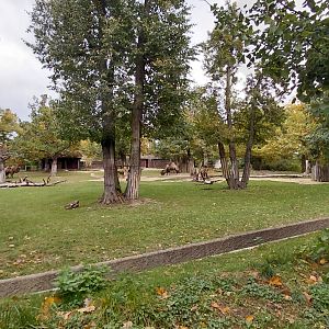 Bactrian camel exhibit