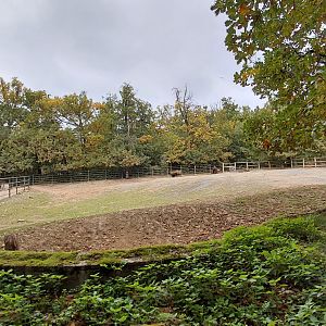American bison exhibit