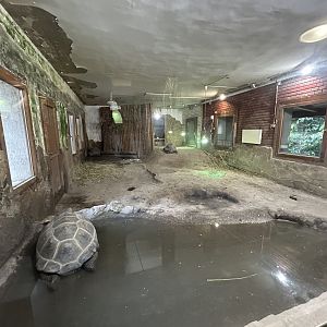 Aldabra Tortoise Exhibit - Reptile House