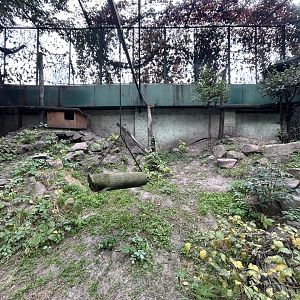 Pallas’ Cat Exhibit