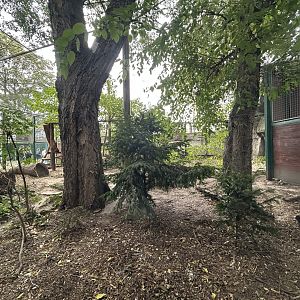 Persian Leopard Exhibit