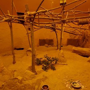 Nocturnal Limpopo exhibit