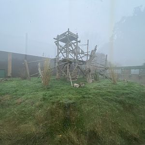 L’hoest’s monkey enclosure