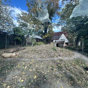 Lion Exhibit - India House