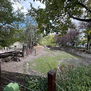 Congo Buffalo Exhibit