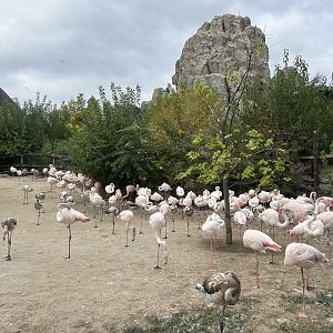Greater Flamingo Exhibit