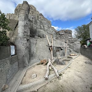 Hamadrydas Baboon & Barbary Sheep Exhibit