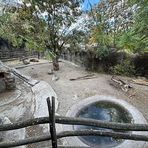 Golden Takin Exhibit