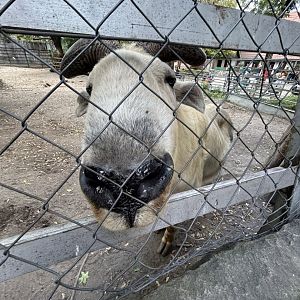 Golden Takin Up-close (Minimal Barriers!)