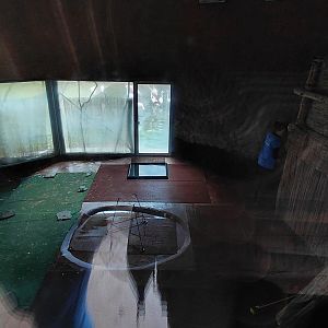 Greater flamingo indoor exhibit