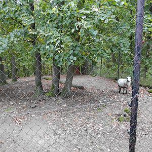 Cameroon sheep exhibit