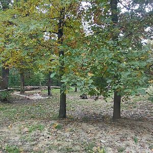 Katanga lion exhibit
