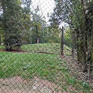 Katanga lion exhibit
