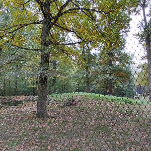 Katanga lion exhibit