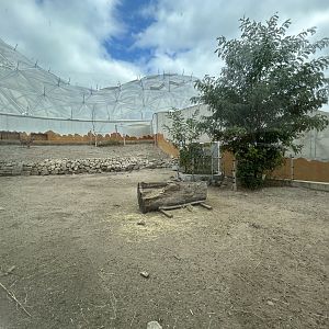 Barbary Sheep - Biodome