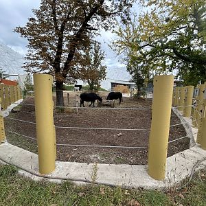 Water Buffalo & Hungarian Grey Cattle Exhibit - Biodome