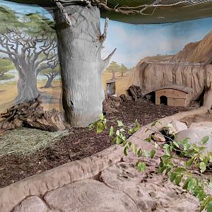 Cuban hutia indoor exhibit