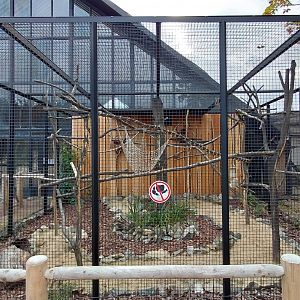 White-faced saki outdoor exhibit