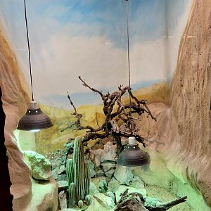 Chuckwalla + Iguana exhibit