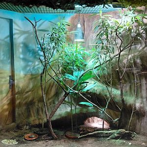 Tortoise + Anolis exhibit