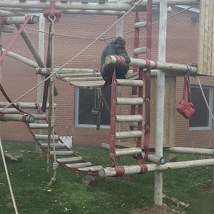 Western lowland gorilla