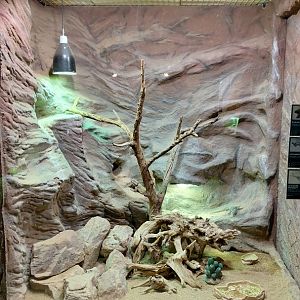 Mixed reptile exhibit