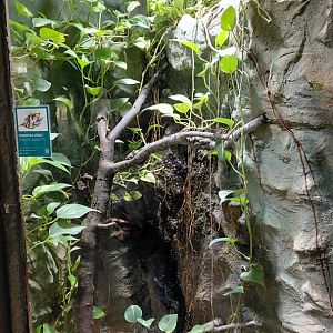 Tree frog exhibit