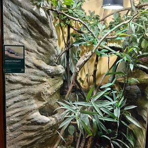 Anole exhibit