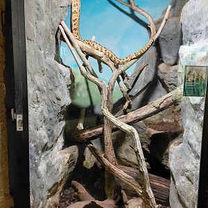 Cuban boa exhibit