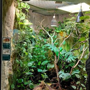 Turtle + anole exhibit