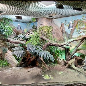 Iguana exhibit