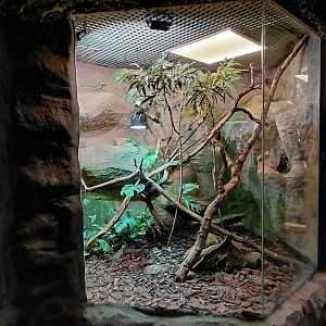 Plumed basilisk exhibit