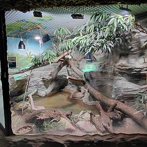 Caiman lizard exhibit