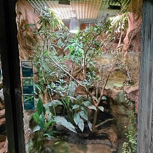 Frog + reptile exhibit