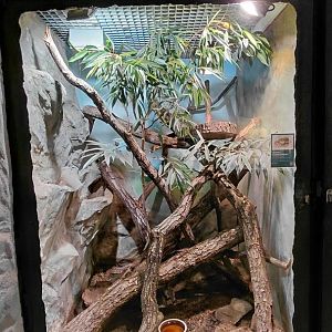 Pacific gopher snake exhibit