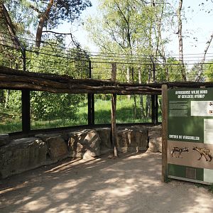 African wild dog viewing windows and educational materials, 2025-04-30