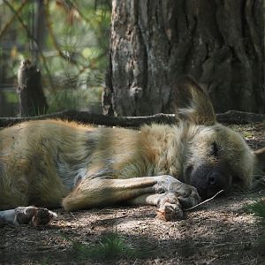 African wild dog (Lycaon pictus), 2025-04-30