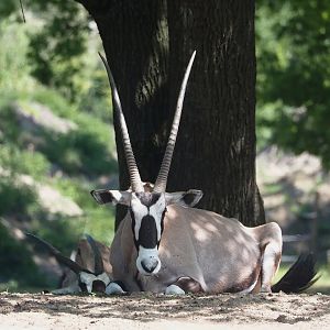Gemsbok (Oryx gazella), 2025-04-30