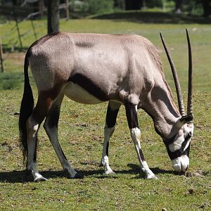 Gemsbok (Oryx gazella), 2025-04-30