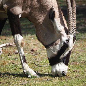 Gemsbok (Oryx gazella), 2025-04-30