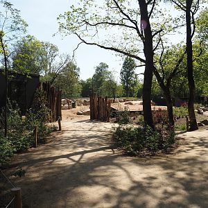 New Meerkat and South African bat-eared fox exhibit, 2025-04-30