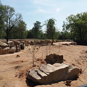 New Meerkat and South African bat-eared fox exhibit, with mixed savanna exhibit behind it, 2025-04-30